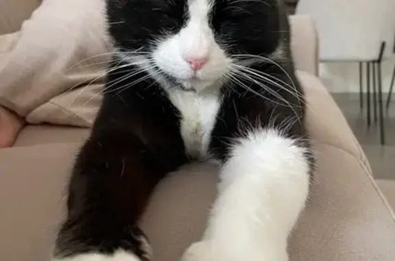 Chatte noire et blanche perdue à La Roche - photo