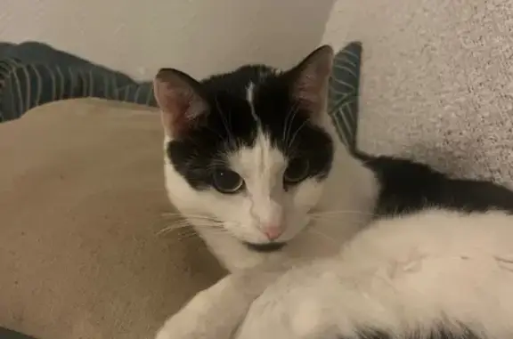 Animaux perdus Lille, photo: Chatte perdue à Lille, rue Sainte-Catherine
