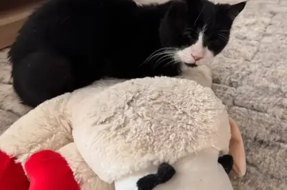 Lost 16-Year-Old Tuxedo Cat in Toronto