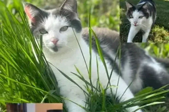 Animaux perdus Ébreuil, photo: Chat gris/blanc perdu, tache unique mâchoire