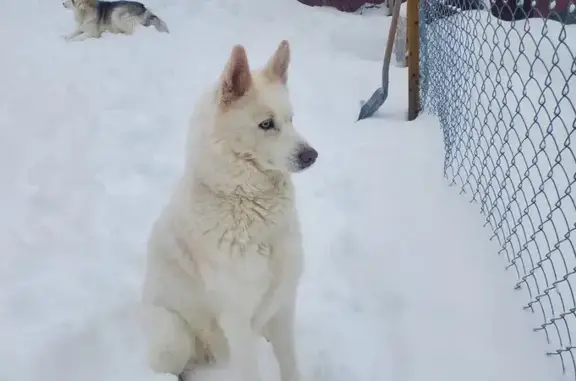 Husky blanche perdue à Ordizan - photo