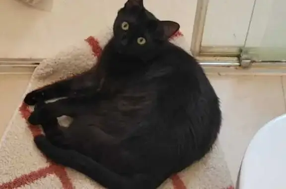 ¡Gata Negra Perdida en Monte Zenia!