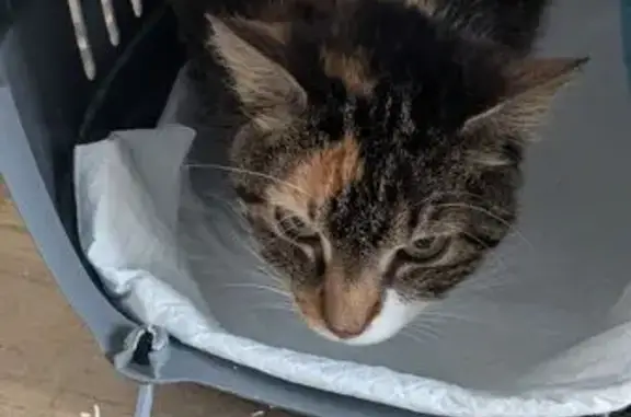 Chat trouvé , photo: Chatte trouvée à Bellême, non vaccinée