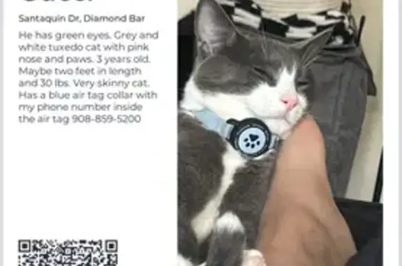 Lost pets Diamond Bar, photo: Lost Grey & White Cat - $3000 Reward!