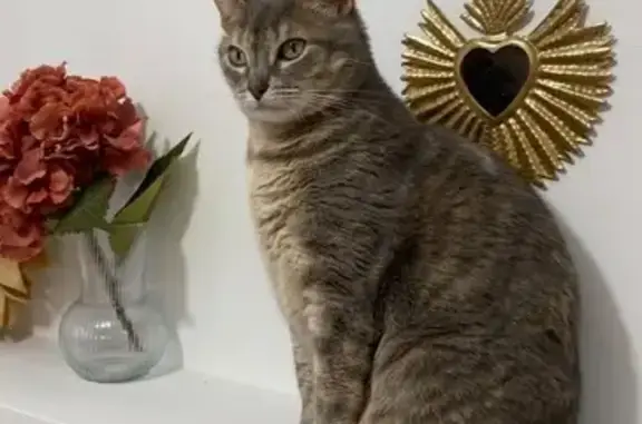 Chatte perdue, grise écaille, Le Rheu - photo