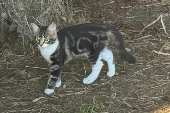 Chatte tigrée 4 mois perdue à Sariac-Magnoac - photo