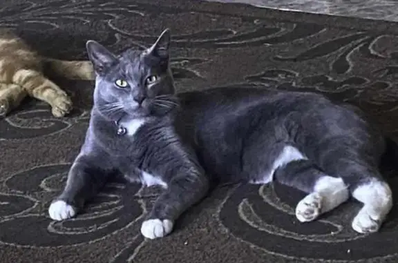 Lost Gray Cat: Friendly, Green-Eyed