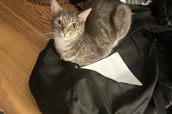 Perdue : Chatte grise tigrée à St-Hilaire - photo