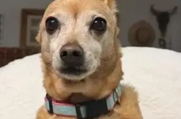 Lost pets Wellington, photo: Lost: Small Brown Chihuahua in Wellington