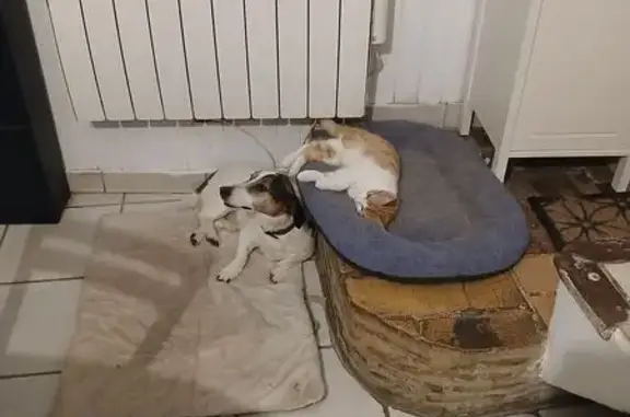 Chat perdu, Pernes-les-Fontaines, photo: Chat perdu roux/blanc, yeux dorés, câlin