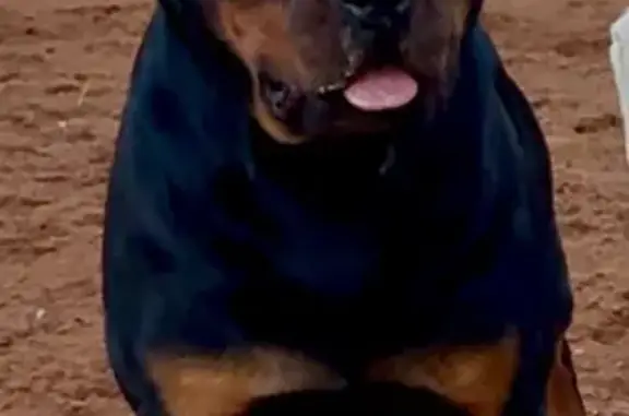 Missing dog Onkaparinga, photo: Lost Dog: $100 Reward - Cherry Gardens