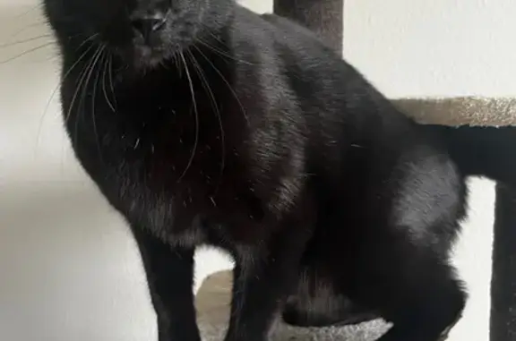 Lost Cat: Dark Brown, Yellow Eyes