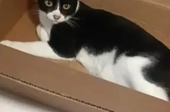 ¡Gato Perdido! Blanco y Negro en Torrevieja