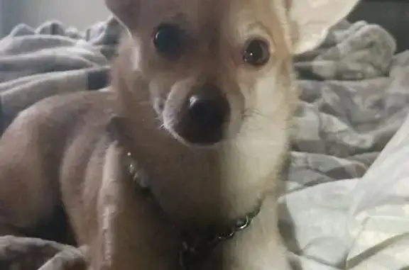 Lost Chihuahua: Light Brown with Fox Ears