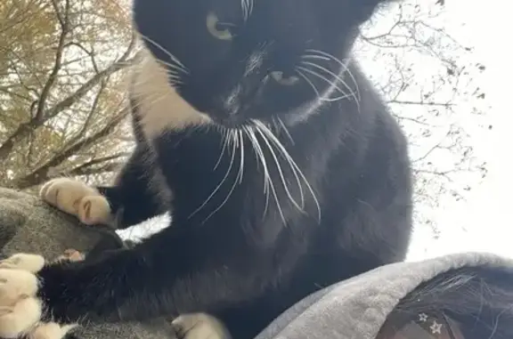 Help Find Nugget: Lost Cat in Jefferson