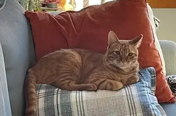 Lost Orange Tabby 'Burger' on Summit St