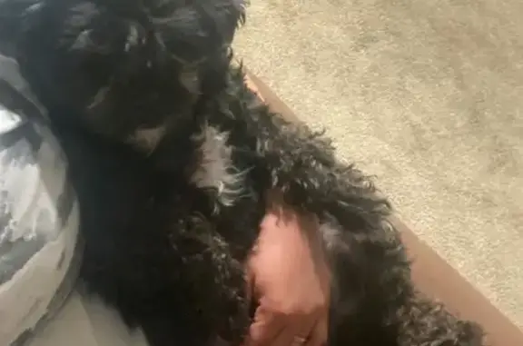 Lost Friendly Pup: Help Bring Him Home!