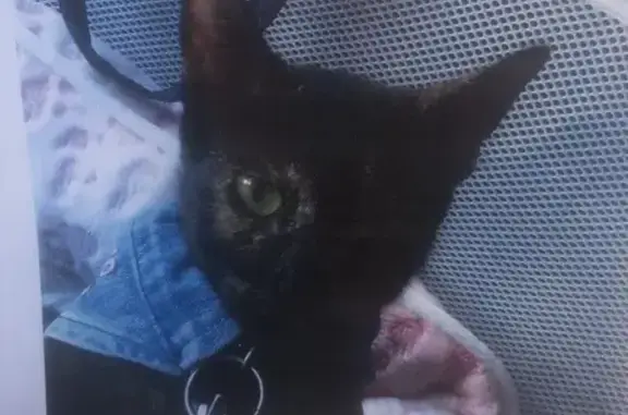 Lost Cat: Bandana & Star Bell in Lakewood