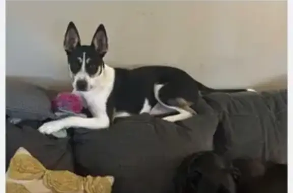 Lost: Friendly Tri-Colored Dog in Tulsa