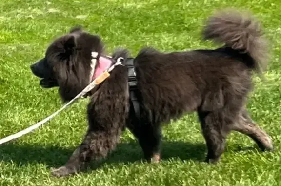 Lost Chow Chow: Tormenta in Aurora
