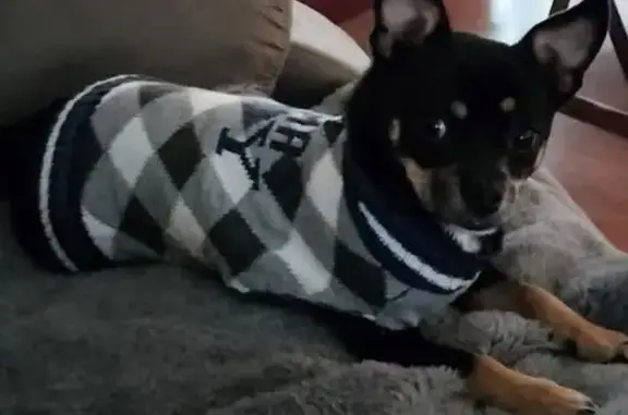 Help Find Torito: Lost in Lakeside, TX