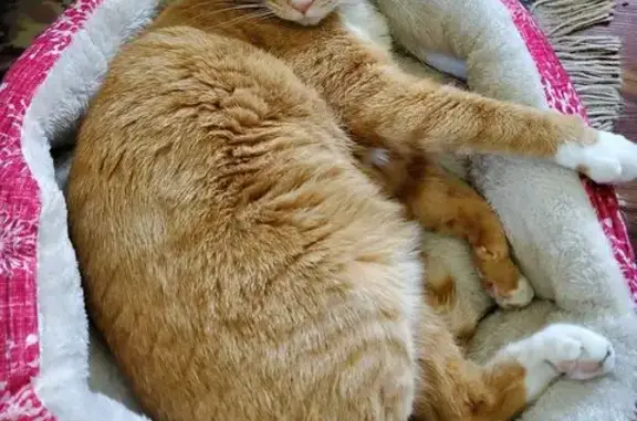 Lost Orange Cat: White Paws & Nose Mark