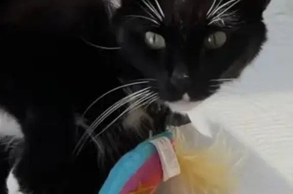 Lost Cat: Black & White Male in Sanford