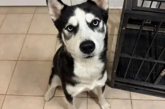 Found dog Tyrone, photo: Found: Young Male Husky in Tyrone