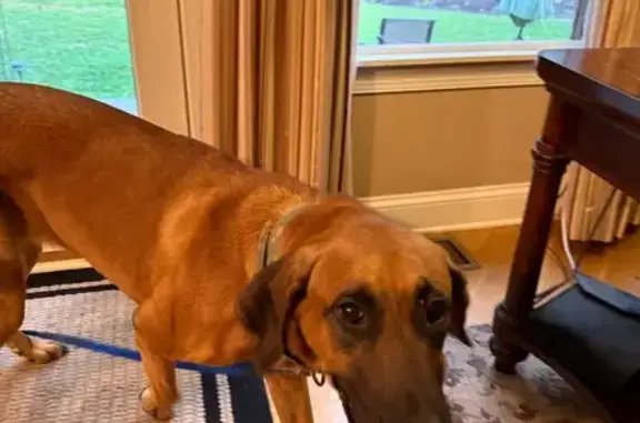 Found dog , photo: Friendly Dog Found on Kresson-Gibbsboro Rd