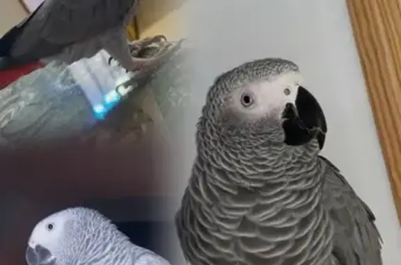 Yaco Gris Perdido en Andalucía: Ayuda