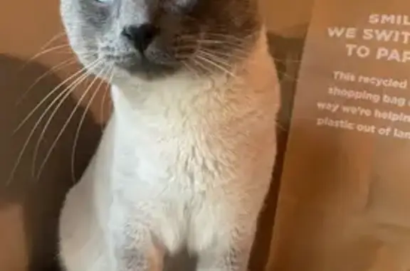 Lost and found pets Lubbock, photo: Lost Siamese Cat on 42nd St, Lubbock