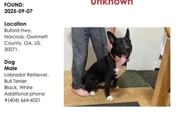 Lost and found pets Norcross, photo: Found: Friendly Dog on S Peachtree St, 87