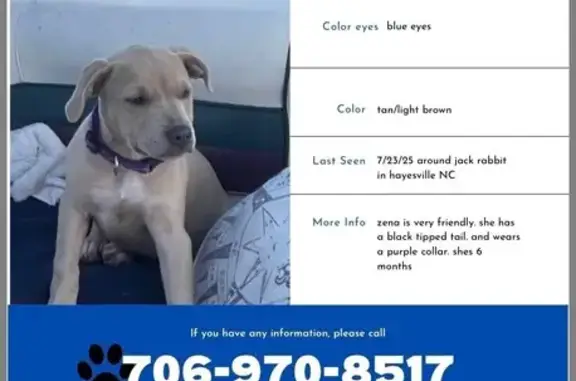 Lost Blonde Dog: Purple Collar, NC Area