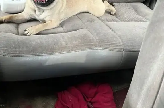 Lost Pug: Help Bring Her Home!