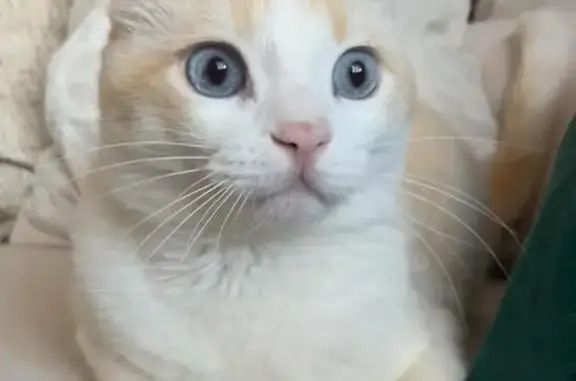 Gato Perdido en Madrid: Blanco y Crema