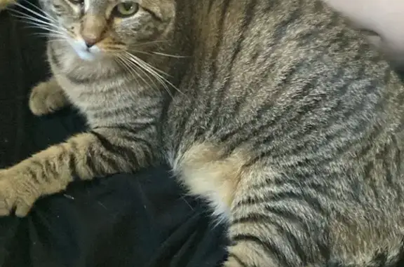 Lost Cat Biscuit: Waddles & Belly Rubs
