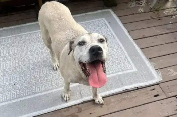 Lost and found pets North Merritt Island, photo: Lost Elderly Dog Found: North Merritt Island