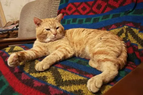 Chat roux perdu près stade Robert Bqyan - photo