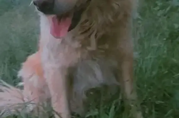 Perro Perdido: Denisse, Café Grande y Juguetón