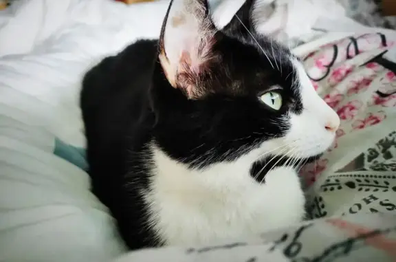 Chat perdu noir et blanc, yeux bleu-vert - photo