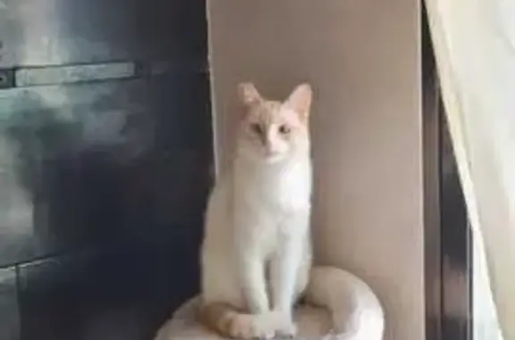 Gato Perdido: Blanco y Beige, Ojos Azules