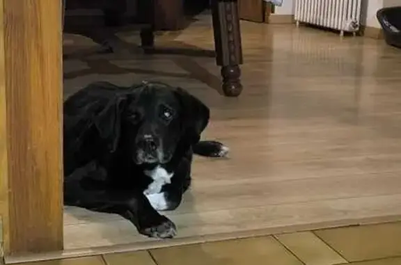 Chien perdu: Croisé Border noir à Cahus - photo