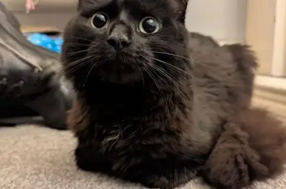 Friendly Black & Brown Cat Fou...