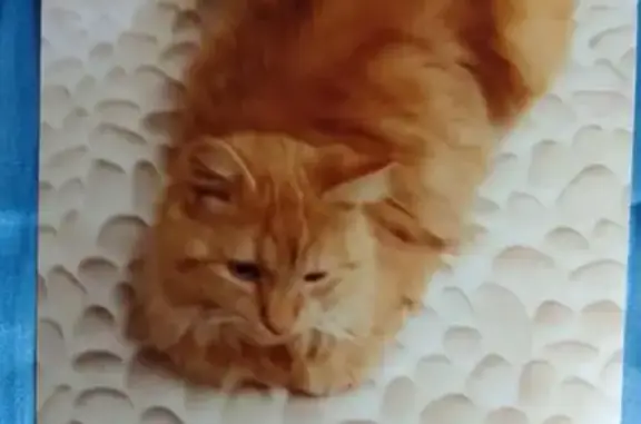 Chatte rousse perdue, très craintive - photo
