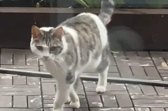 Friendly Young Tabby Found in...
