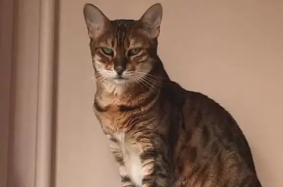 Chat perdu, Le Lavandou, photo: Chatte perdue au Lavandou : Lily zébrée