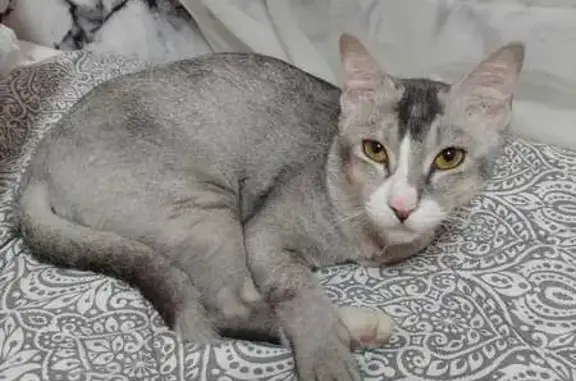 Missing cat Singapore, photo: Lost Cat: Help Find Ramadan in Bukit Batok