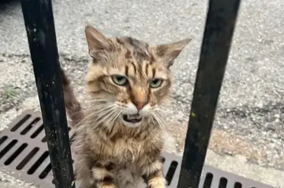Animaux trouvés , photo: Chat tigré blessé trouvé à Montolieu