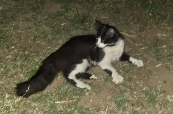 Animaux trouvés , photo: Chat noir et blanc trouvé à Piégros-la-Clastre