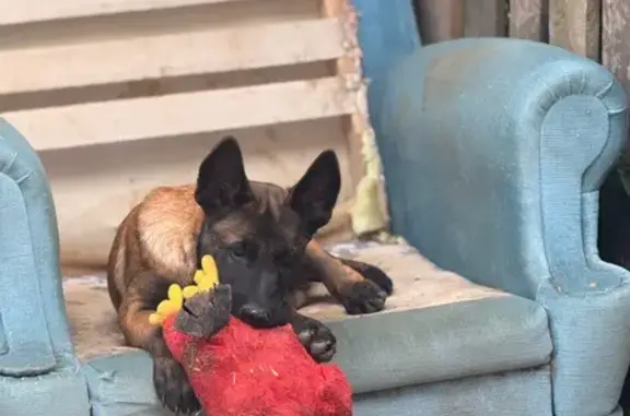 Chien perdu Chinon, photo : Chien Malinois perdu, collier Tractiv, Chinon